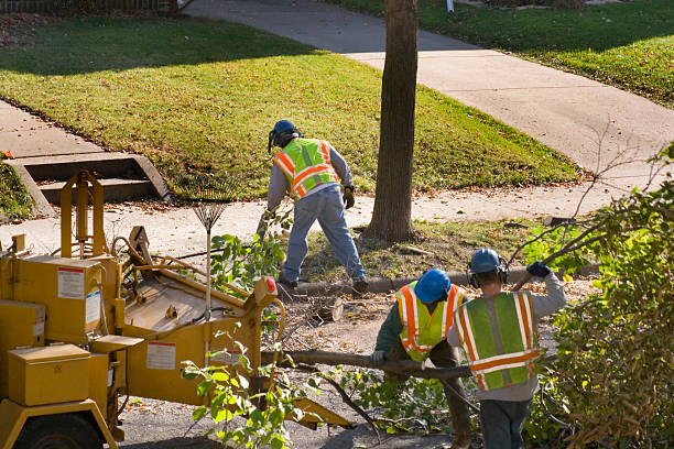 How Our Tree Care Process Works  in  Hudson Falls, NY